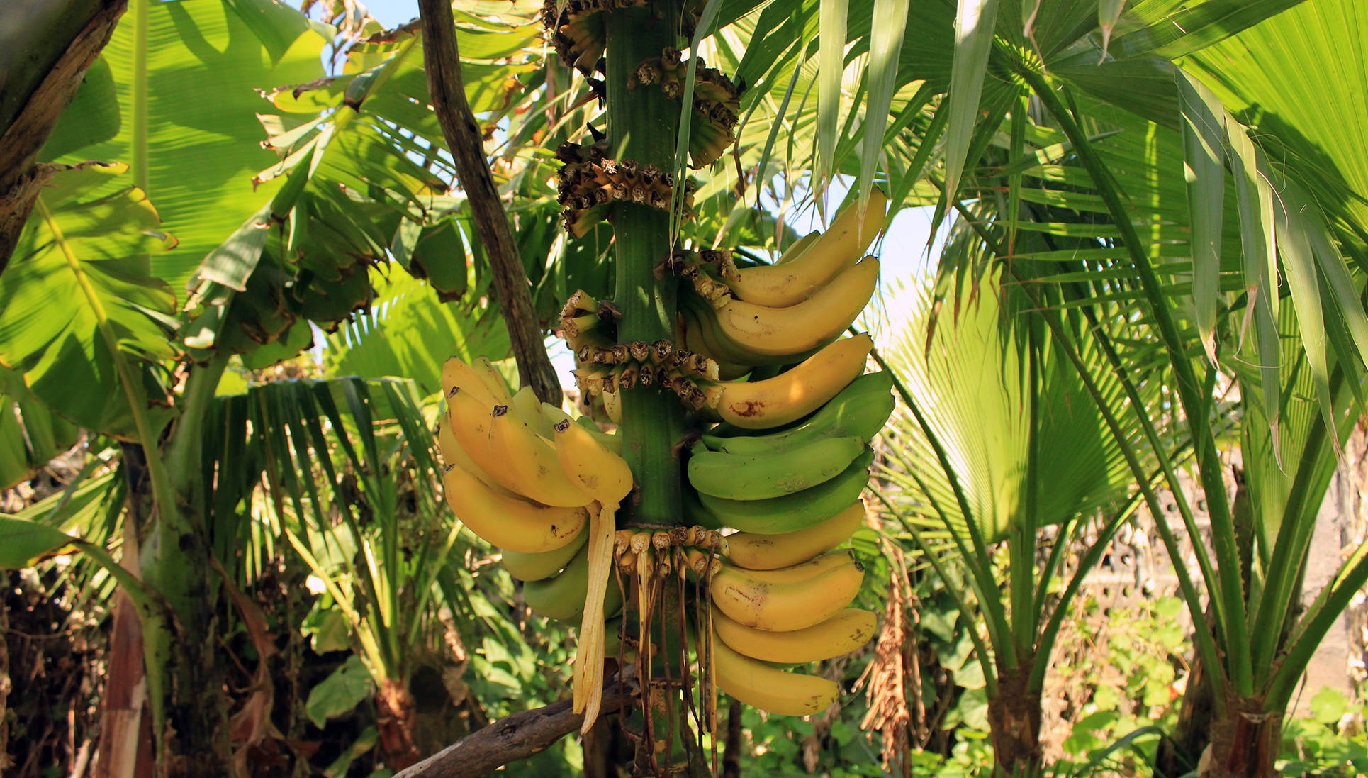 Guida turistica La Palma Canarie