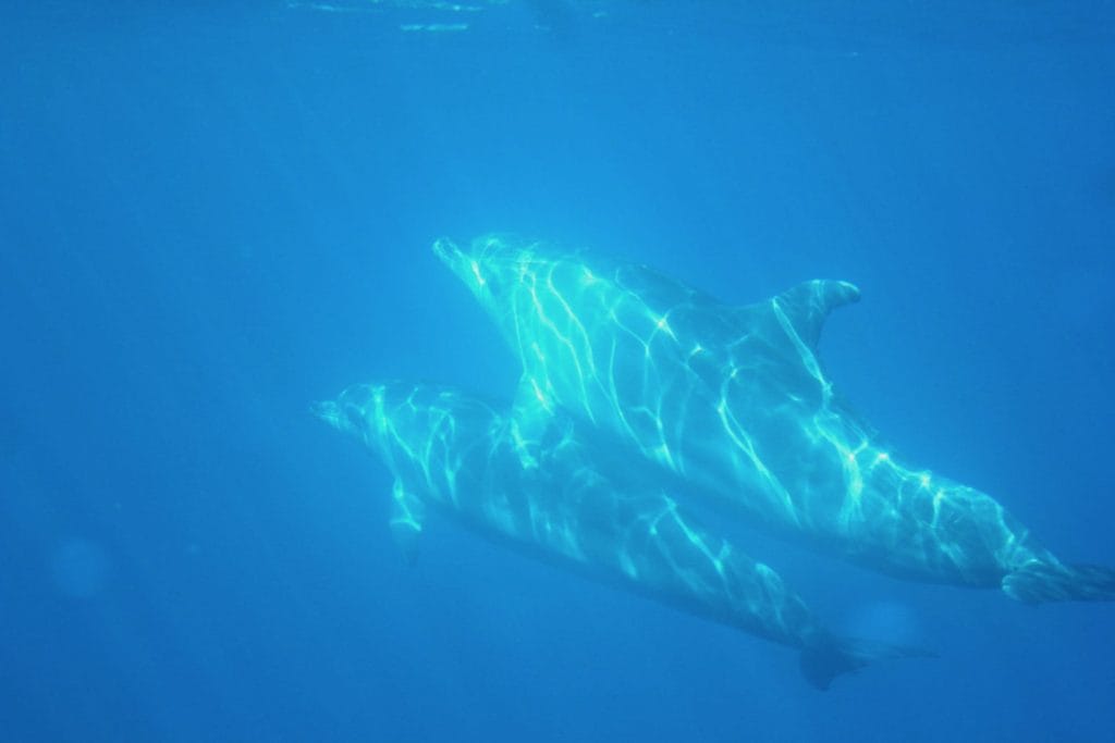 La Palma il safari delle balene e dei delfini