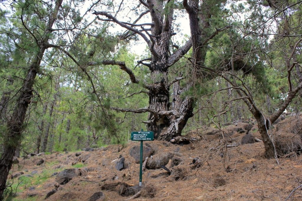 La Palma Caldera Sentiero Pino Gordo 1