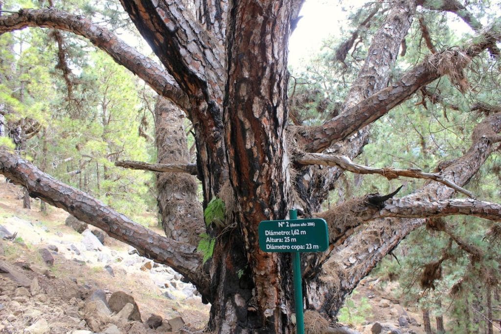 La Palma Caldera Sentiero Pino Gordo 2