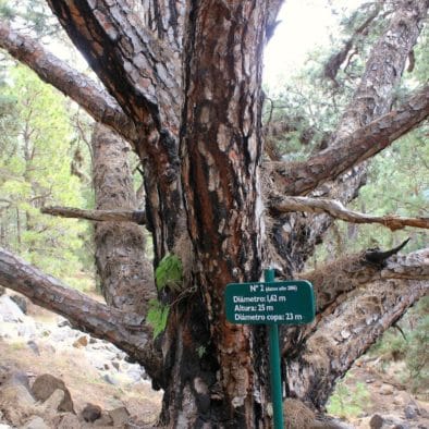 La Palma Caldera Sentiero Pino Gordo 2