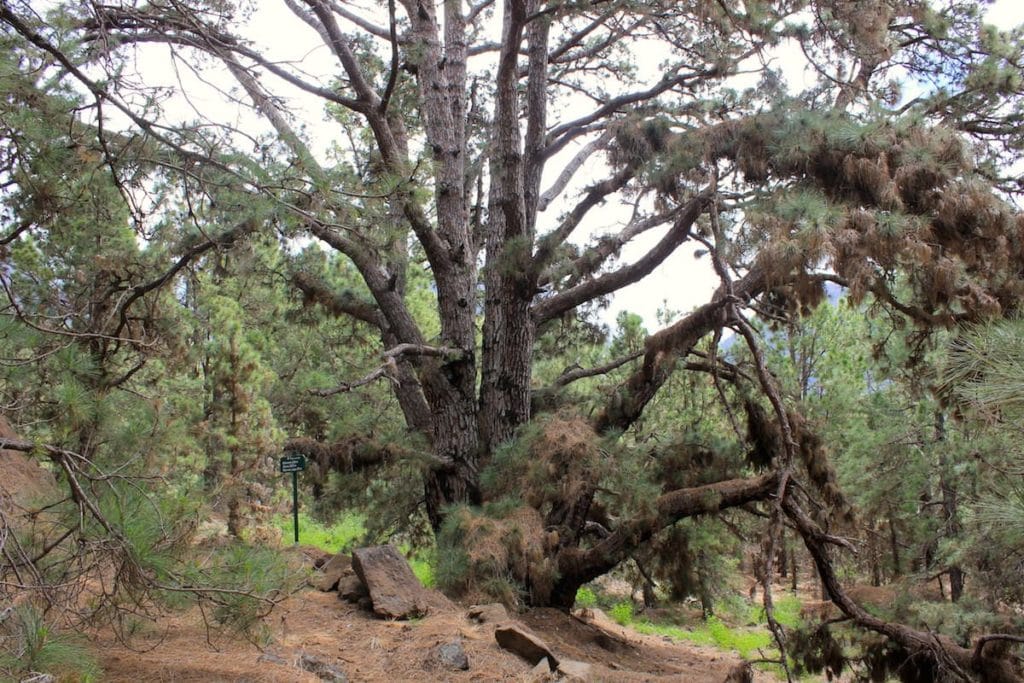 La Palma Caldera Sentiero Pino Gordo 3