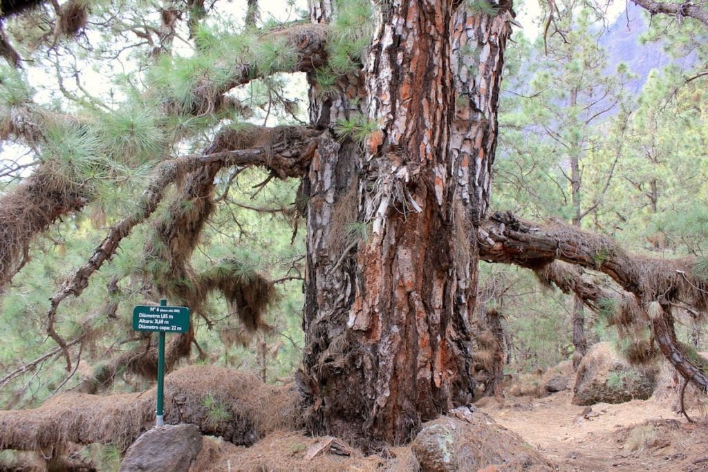 La Palma Caldera Sentiero Pino Gordo 6