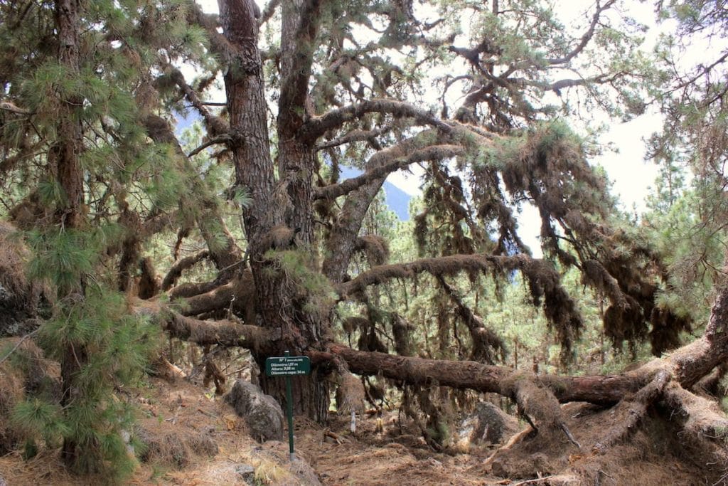 La Palma Caldera Sentiero Pino Gordo 7