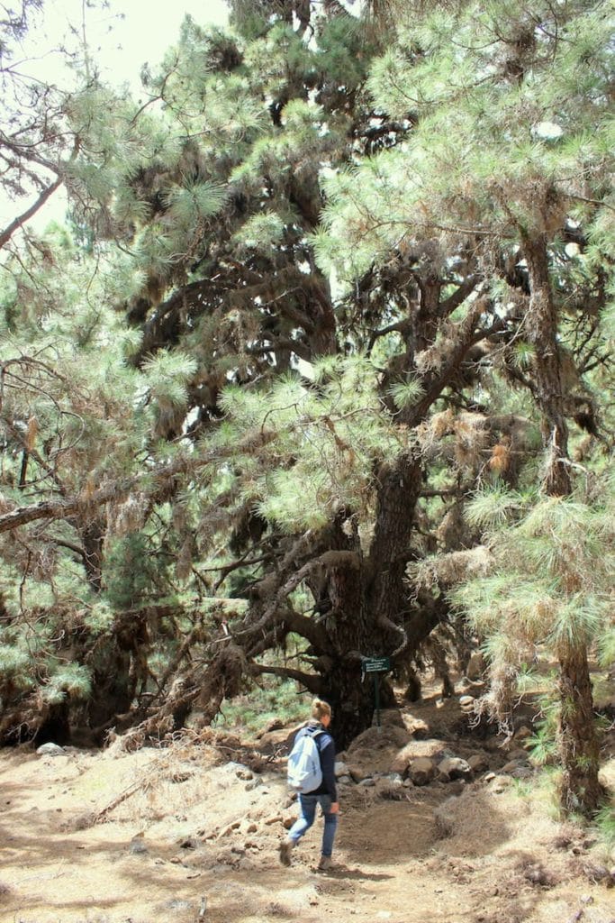 La Palma Caldera Sentiero Pino Gordo 8