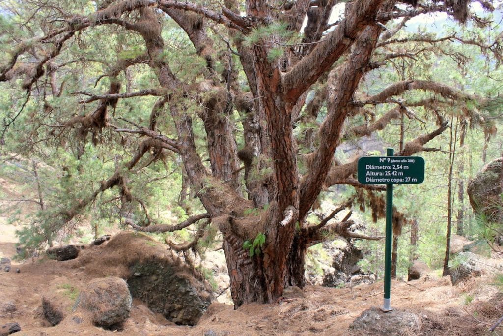 La Palma Caldera Sentiero Pino Gordo 9