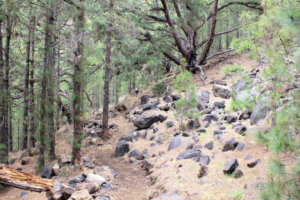 La Palma Trekking Sentiero dei Pinos Gordos Caldera de Taburiente