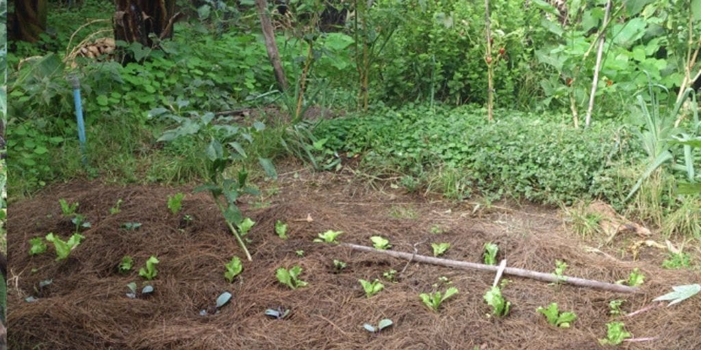 El Platanologico- ecological bananas plantation in La Palma 10