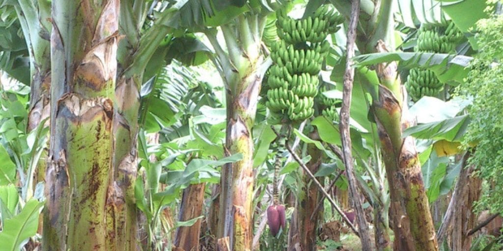 El Platanologico- ecological bananas plantation in La Palma 2