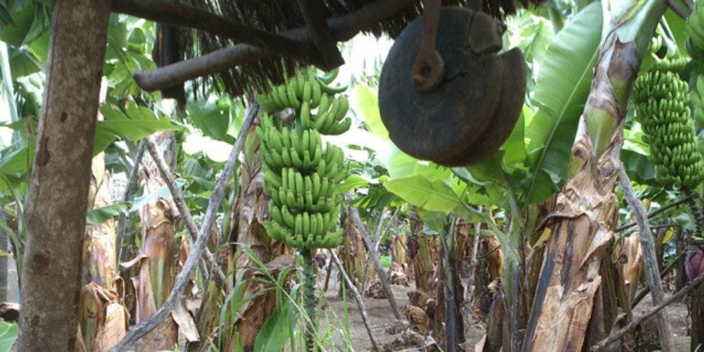 El Platanologico- ecological bananas plantation in La Palma 3