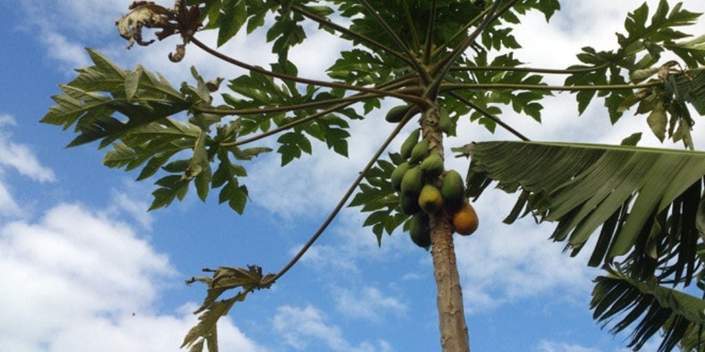 El Platanologico- ecological bananas plantation in La Palma 5