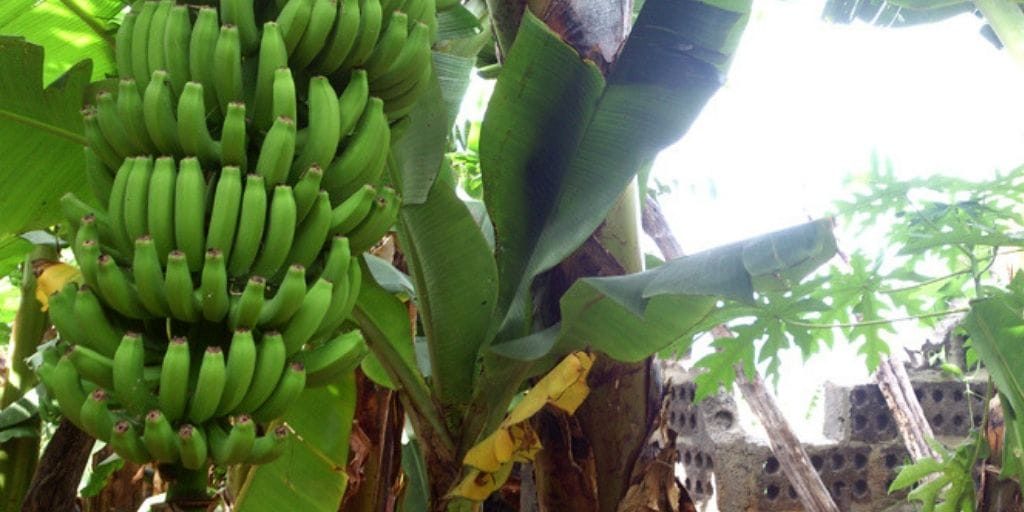 El Platanologico- ecological bananas plantation in La Palma 6