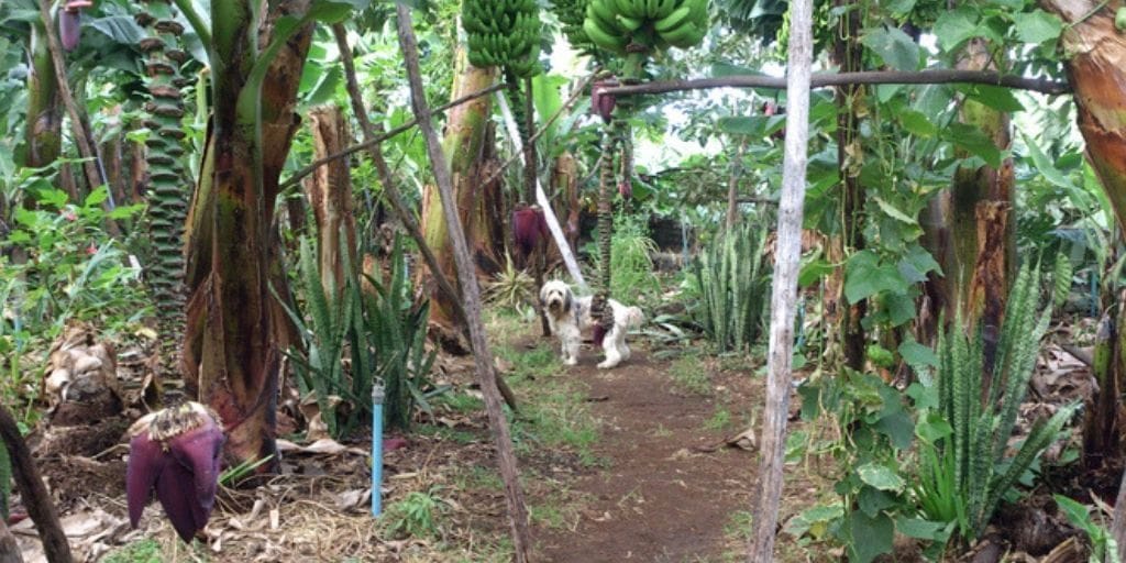 El Platanologico- ecological bananas plantation in La Palma 9