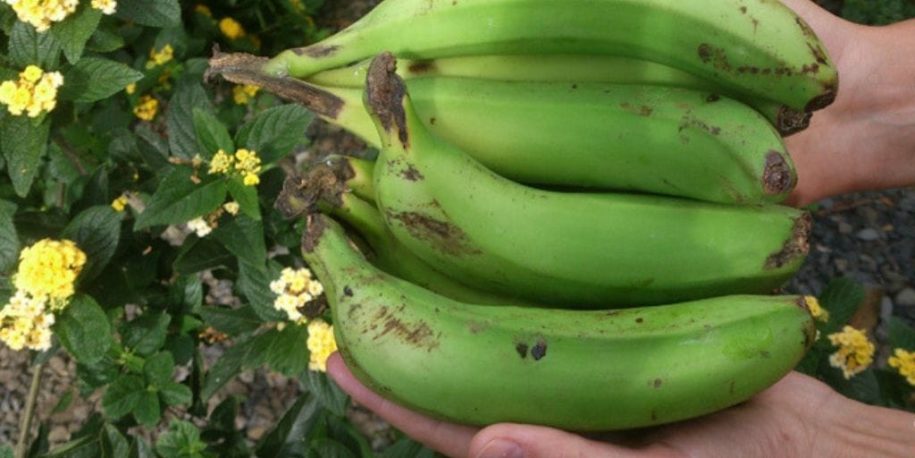 El Platanologico- ecological bananas plantation in La Palma