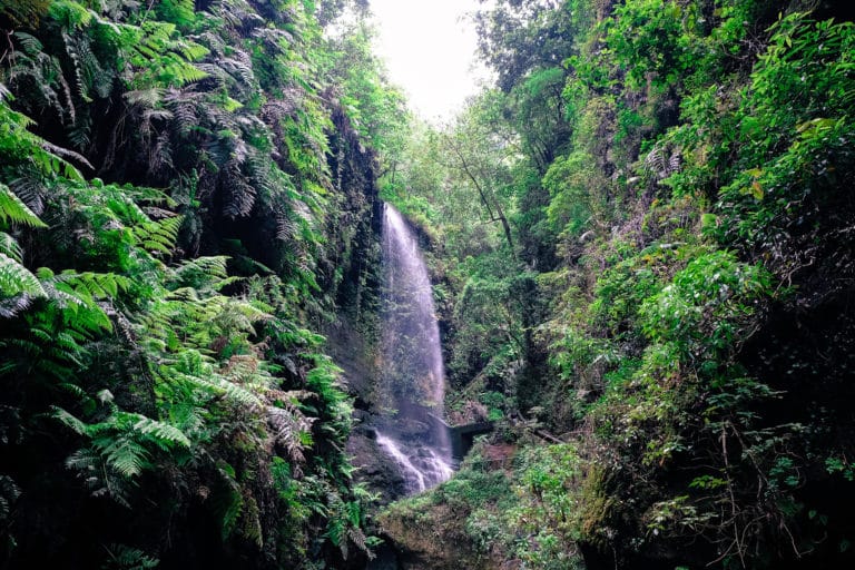 le più belle camminate de La Palma i boschi di laurisilva