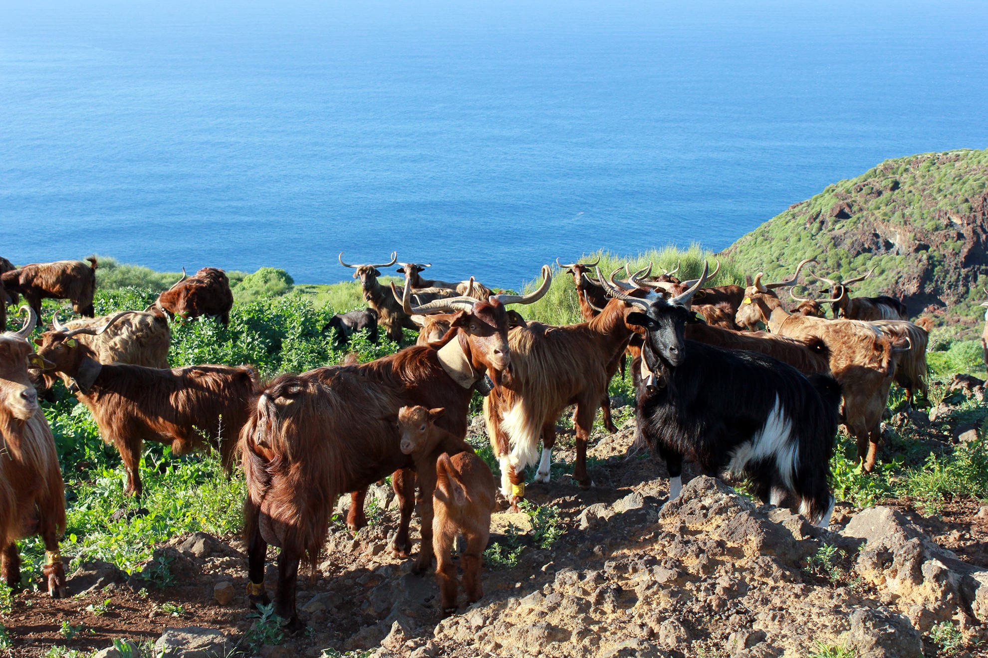 Turismo rurale Razza di capra de La Palma tipica delle Isole Canarie