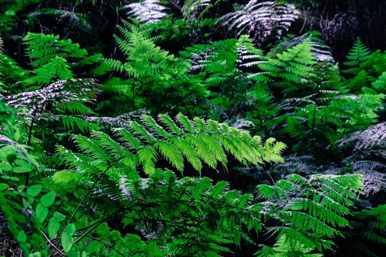 Bosque de Laurisilva Los Tilos La Palma