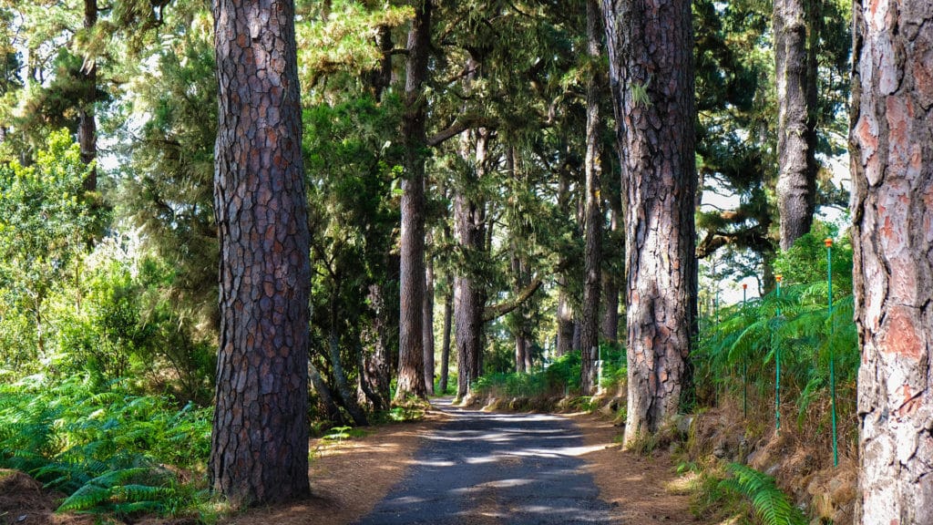 bosco-pini-garafia