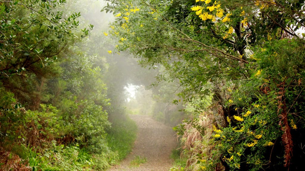 camino-monte-niebla