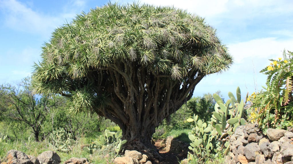 le camminate più belle de La Palma i draghi Dracaena Draco