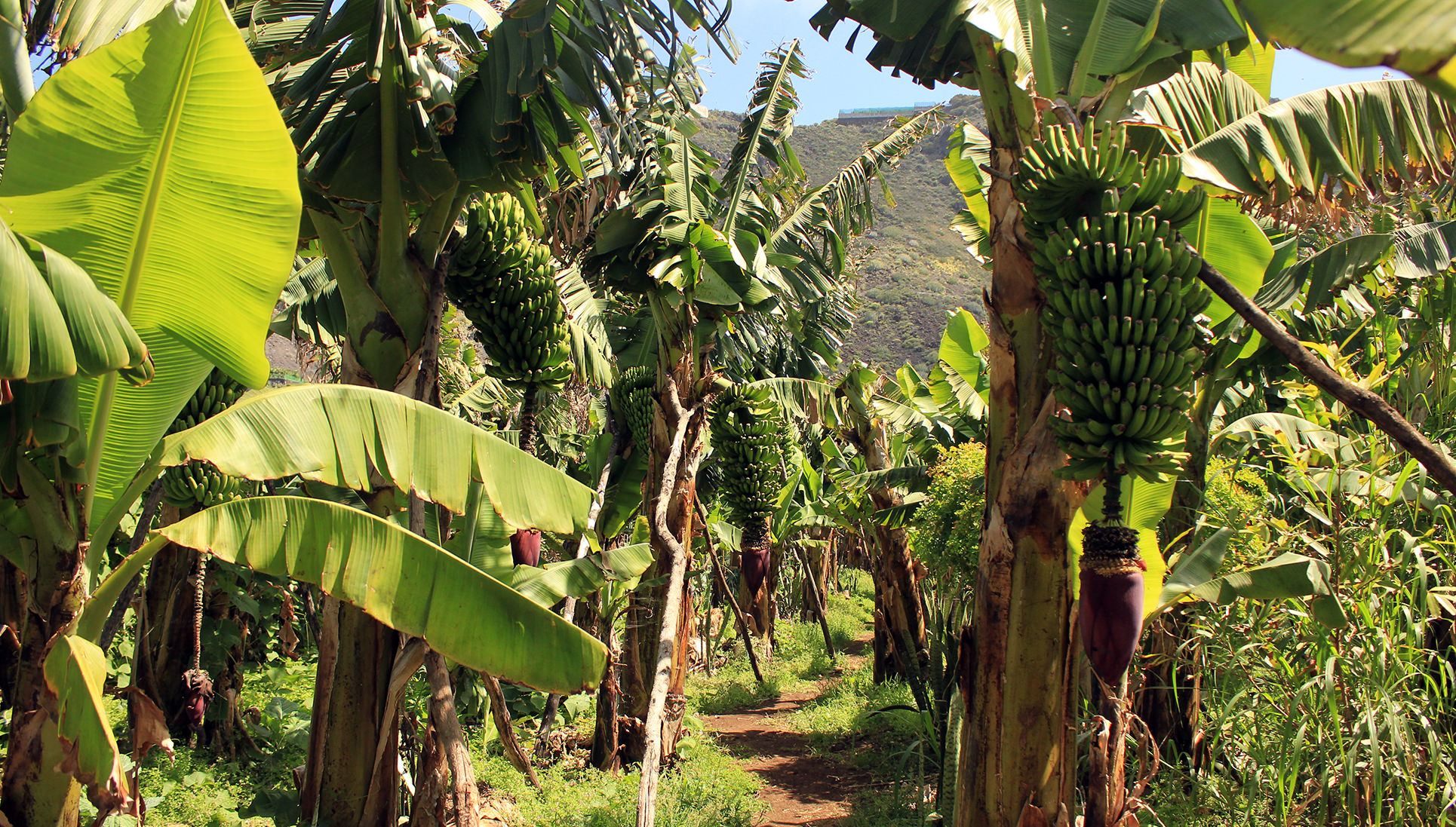 ¿Porqué visitar la isla de La Palma?