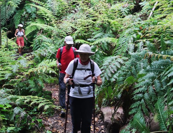 TREKKING GUIDATO AI BOSCHI DI LAURISILVA Felci-giganti2