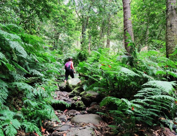 TREKKING GUIDATO AI BOSCHI DI LAURISILVA